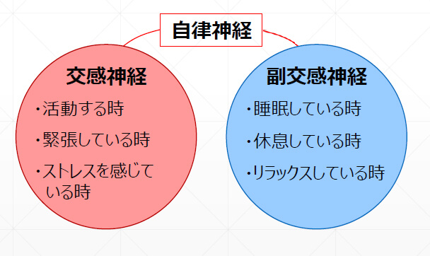 自律神経についての図解